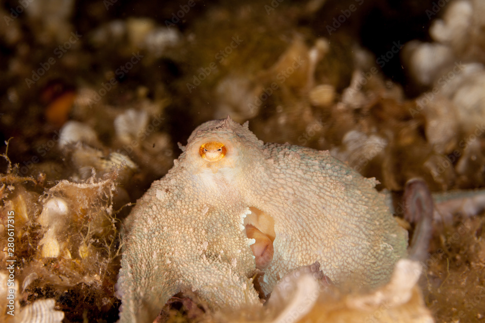 Obraz premium Common octopus, Octopus vulgaris