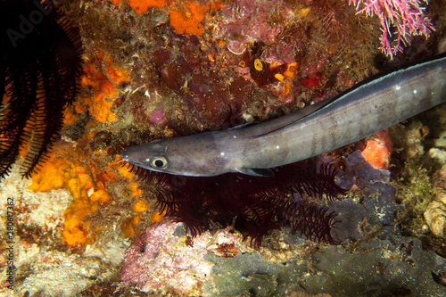 Conger eel, Conger cinereus photo