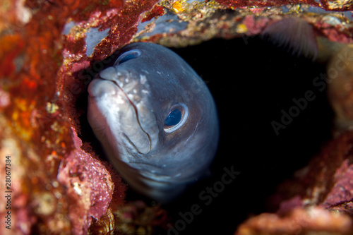 Cuadro en lienzo Conger eel, Conger cinereus