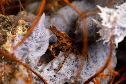 Conical crab, Xenocarcinus conicus, is a species of True Crab in the family Epialtidae