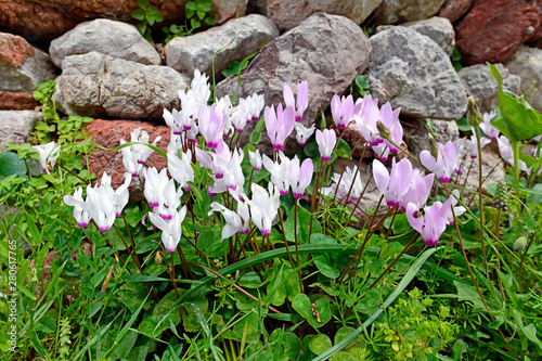 Alpenveilchen auf Tilos, Griechenland - Cyclamen on Tilos, Greece photo