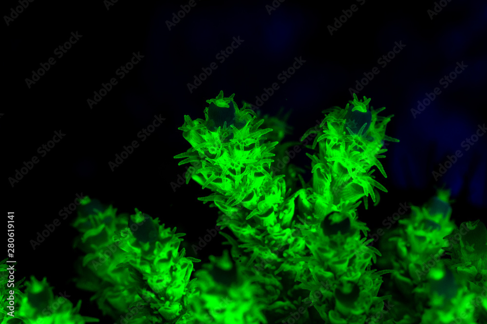 coral or anemone glowing under blacklight, glow fluorescent at night