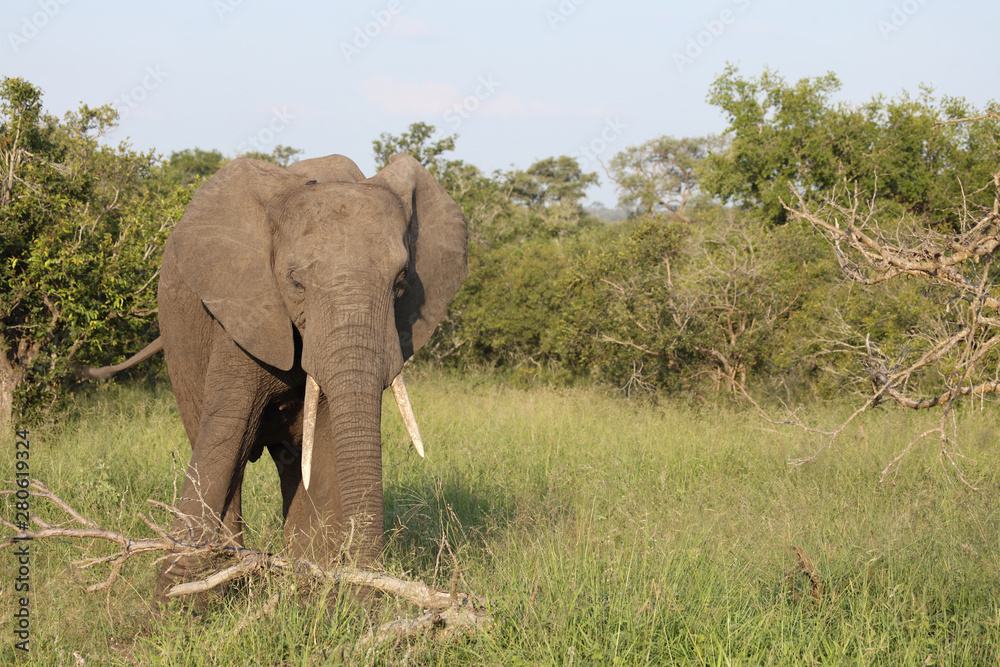 Fototapeta premium Afrikanischer Elefant / African elephant / Loxodonta africana