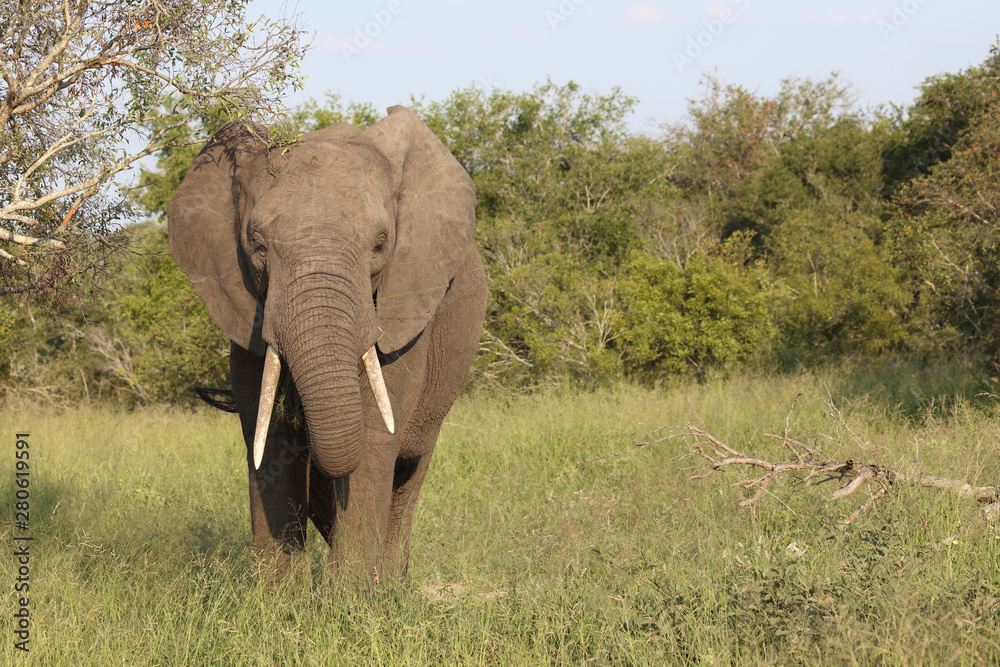 Fototapeta premium Afrikanischer Elefant / African elephant / Loxodonta africana