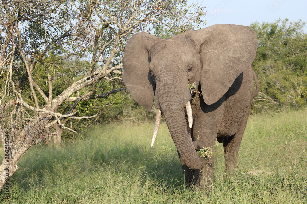 Fototapeta premium Afrikanischer Elefant / African elephant / Loxodonta africana