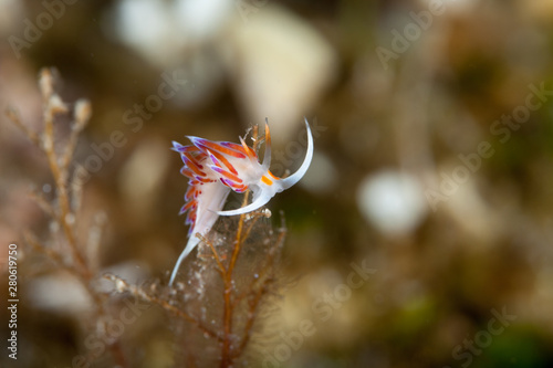 Cratena peregrina photo