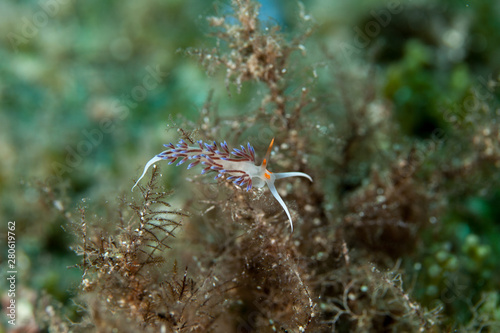 Cratena peregrina photo