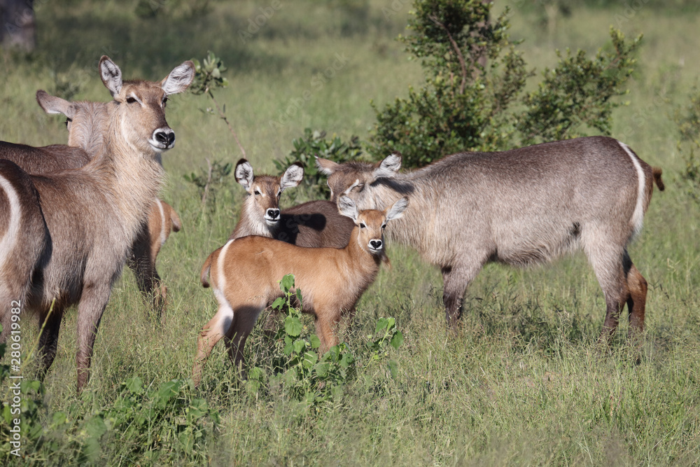 Wasserbock / Waterbuck / Kobus ellipsiprymnus Wasserbock / Waterbuck / Kobus ellipsiprymnus