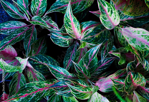 Tropical leaf,Aglaonema ornamental pink,purple and green leaves plant at  garden,nature background