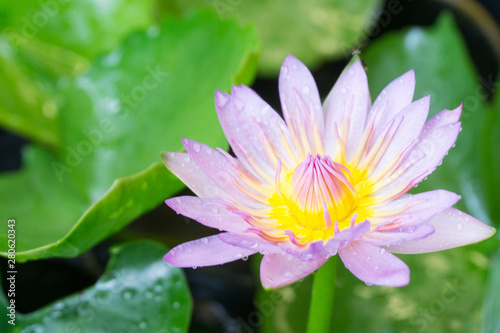 Pink lotus flowers with droplets blooming in lotus pond green leaf blurred background.water lily aquatic tropical plants rainny season