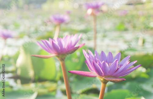 Pink lotus flowers with green leaf blooming in lotus pond,selective focus,blurred background.water lily aquatic tropical plants for worship,spring season