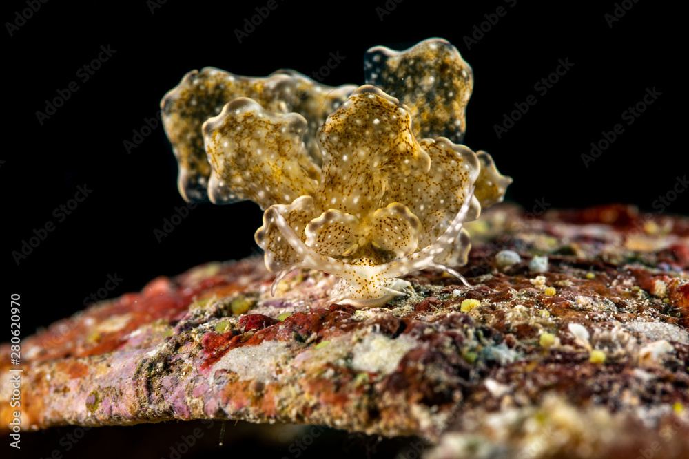 Sapsucking Slug, Cyerce is a genus of sacoglossan sea slugs, a shell-less marine opisthobranch gastropod mollusks in the family Caliphyllidae Sapsucking Slug, Cyerce is a genus of sacoglossan sea slugs, a shell-less marine opisthobranch gastropod mollusks in the family Caliphyllidae