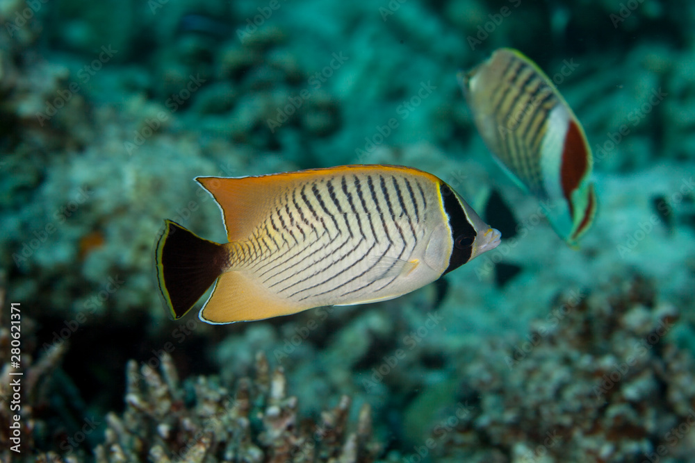 Fototapeta premium Chevron Butterflyfish, Chaetodon trifascialis