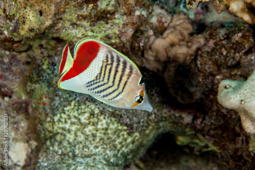 Chaetodon paucifasciatus, Ahl 1923, Eritrean butterflyfish