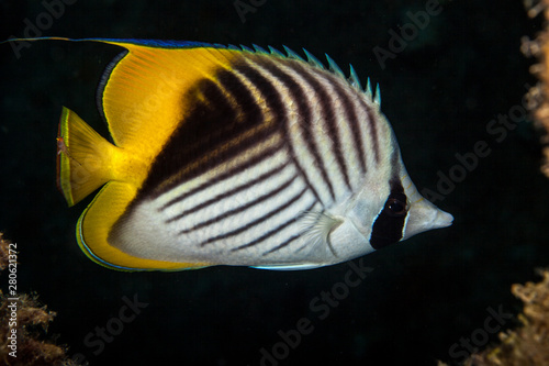 Chaetodon auriga Forsskål, 1775, Threadfin butterflyfish