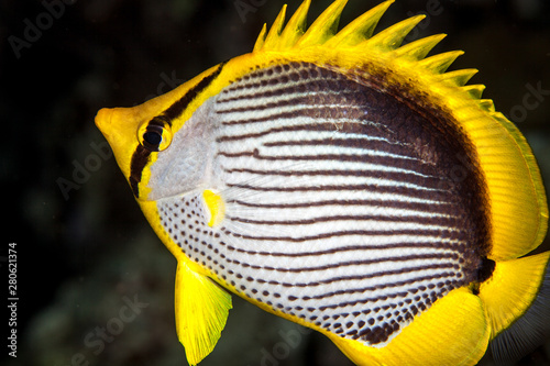 Blackback butterflyfish, Chaetodon melannotus photo