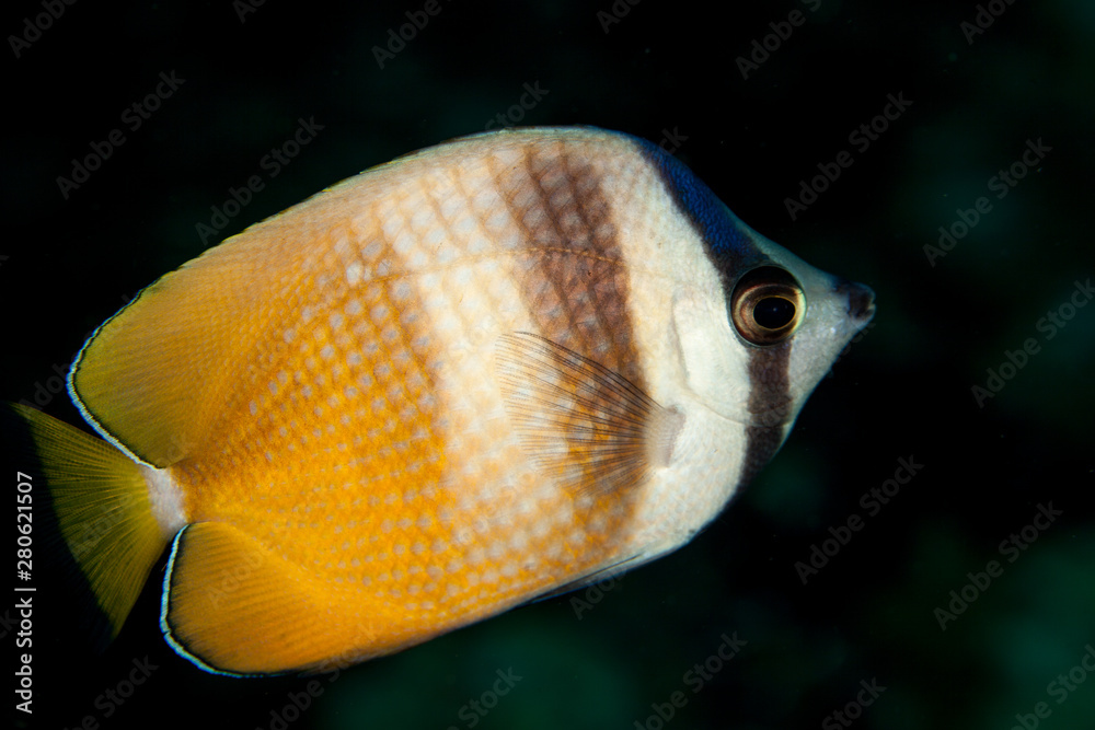 Naklejka premium Chaetodon kleinii, Bloch 1790, Sunburst butterflyfish
