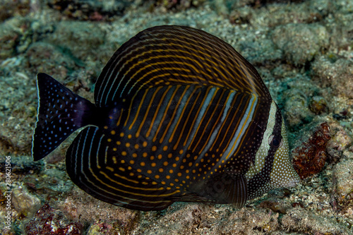 The Red Sea sailfin tang or Desjardin's sailfin tang (Zebrasoma desjardinii)