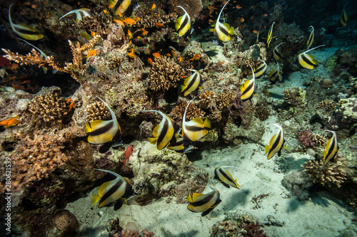 School of Red Sea bannerfish, Heniochus intermedius photo