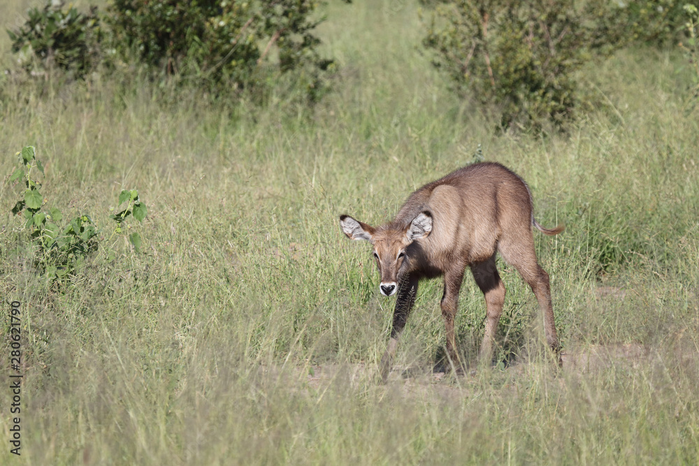 Wasserbock / Waterbuck / Kobus ellipsiprymnus Wasserbock / Waterbuck / Kobus ellipsiprymnus