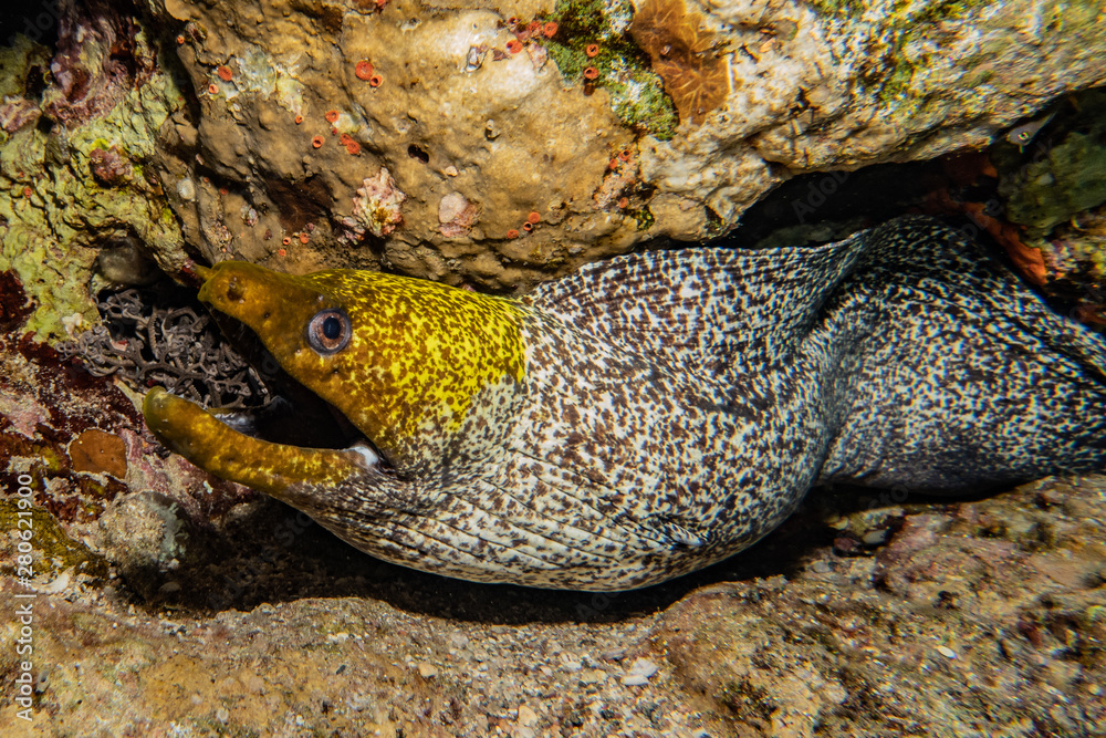 Moray eel Mooray lycodontis undulatus in the Red Sea, eilat israel