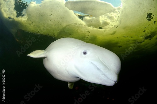 Beluga, White whale (Delphinapterus leucas), Kareliya, Karelia, north Russia, White Sea, Arctic photo