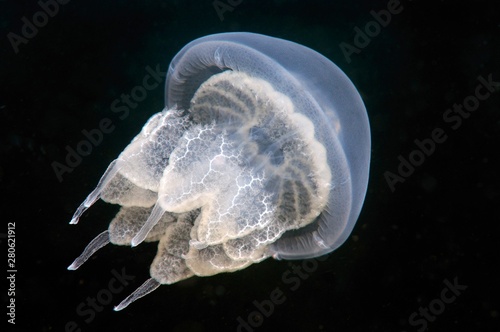 Barrel Jellyfish (Rhizostoma pulmo), Black Sea, Crimea, Ukraine, Europe photo