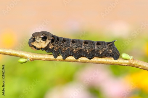 Elephant Hawk-moth (Deilephila elpenor), caterpillar sitting on a branch, North Rhine-Westphalia, Germany, Europe photo