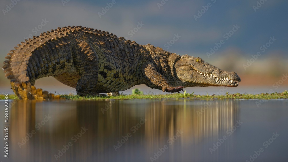 Nile Crocodile Crocodylus Niloticus Walking Across Grassy Island On 