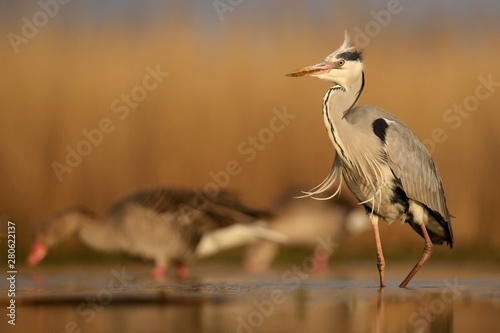 Grey heron (Ardea cinerea), adult walking, morning light, greylag geese (Anser anser) behind, Kiskuns·g National Park, Hungary, Europe photo