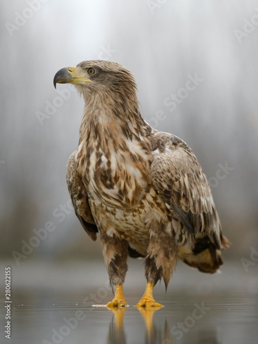 White-tailed eagle (Haliaeetus albicilla) standing in shallow water of fish pond, Kiskuns·g National Park, Hungary, Europe photo