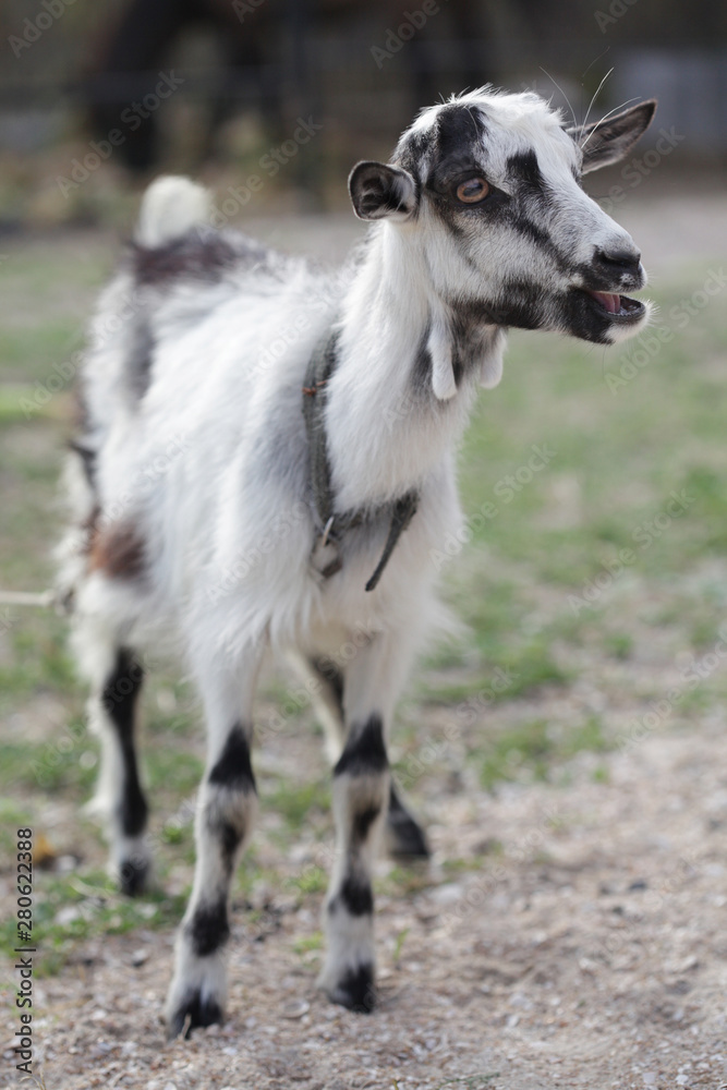 White black goat in nature. White black goat in nature.