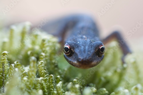 Smooth Newt (Lissotritron vulgaris), Emsland, Lower Saxony, Germany, Europe photo