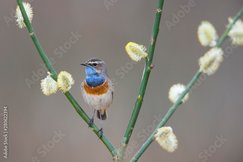 Bluethroat (Luscinia svecica), Emsland, Lower Saxony, Germany, Europe photo