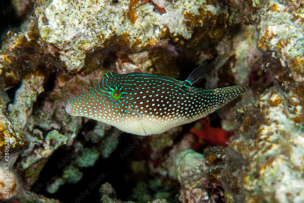 Canthigaster is a genus in the pufferfish family (Tetraodontidae) Canthigaster is a genus in the pufferfish family (Tetraodontidae)