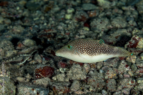 Canthigaster is a genus in the pufferfish family  Tetraodontidae 