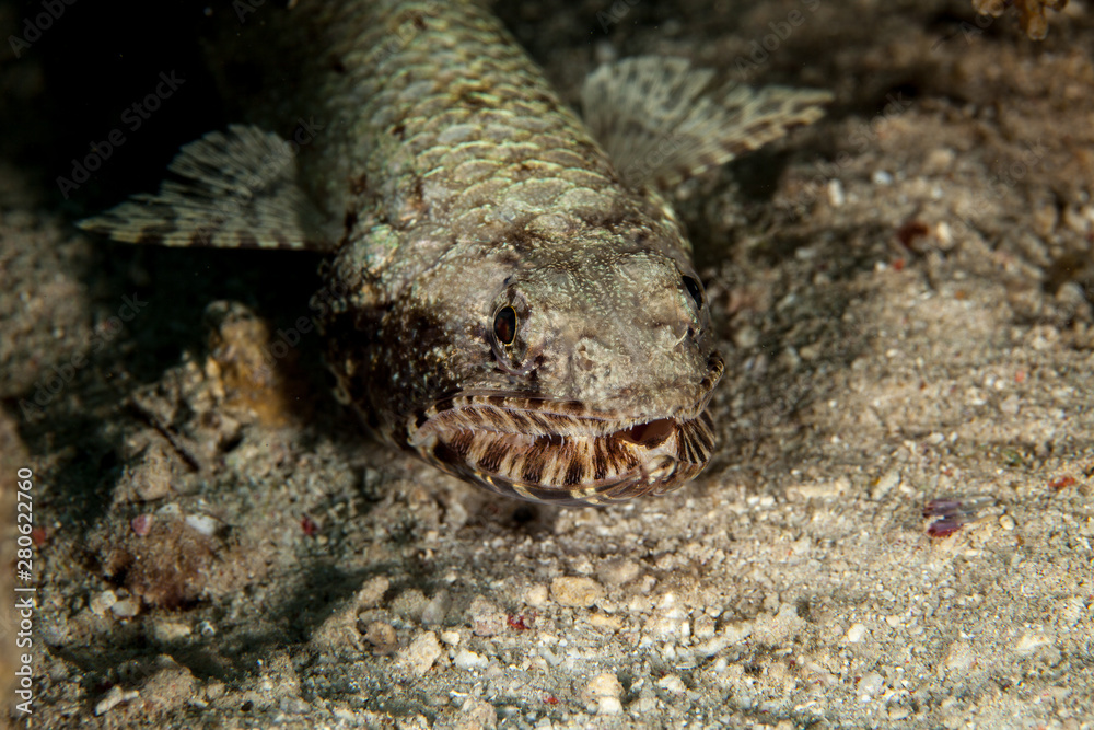Atlantic lizardfish, Synodus saurus Atlantic lizardfish, Synodus saurus