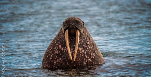 Walrus (Odobenus rosmarus) in water, portrait, Spitsbergen, Arctic, Norway, Europe