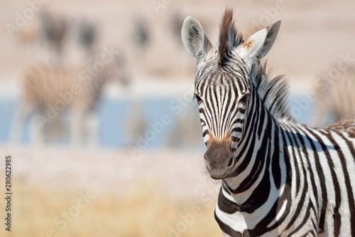 Young Burchell's Zebra (Equus burchelli), Etosha National Park, Namibia, Africa