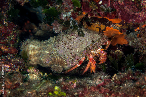 Dardanus calidus is a species of hermit crab from the East Atlantic (Portugal to Senegal) and Mediterranean Sea © GeraldRobertFischer