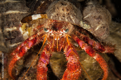 Fotografia, Obraz Dardanus calidus is a species of hermit crab from the East Atlantic (Portugal to