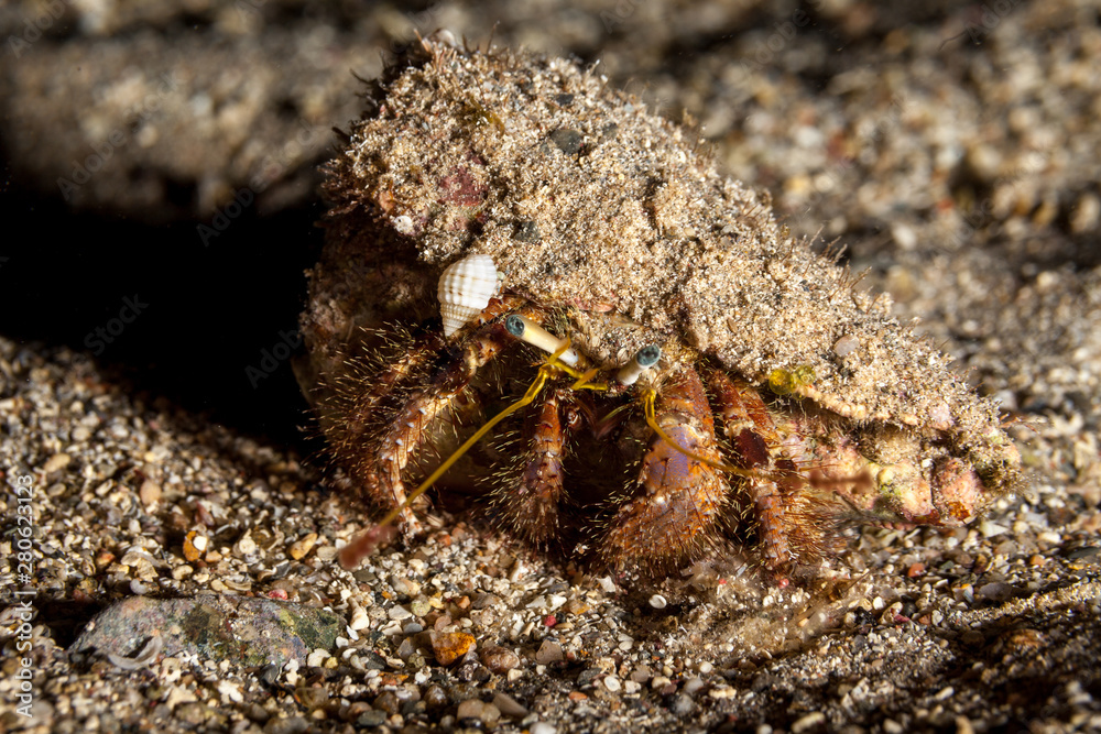 Hermit crab, is a species of marine hermit crab