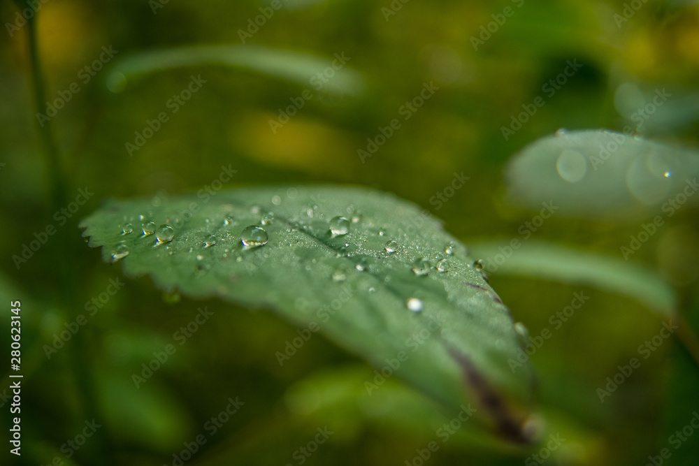 drops on leaf drops on leaf