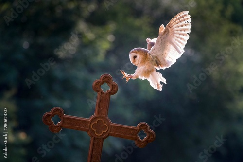 Barn owl (Tyto alba), captive, landing on a cross, Vulkaneifel, Germany, Europe