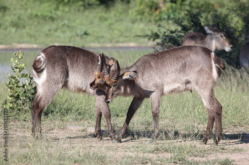 Wasserbock   Waterbuck   Kobus ellipsiprymnus