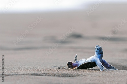 Pacific green turtle or green sea turtlee (Chelonia mydas), juvenile, overturned by wave, lying on back in sand, Caribbean, Costa Rica, Central America