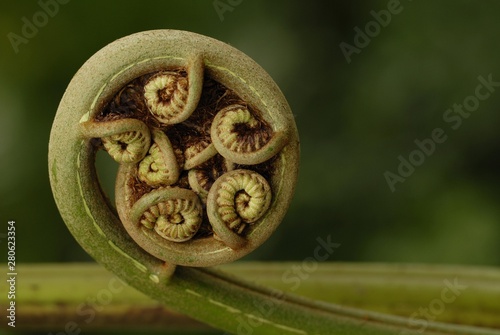 Coiled Frond (Pteridopsida) photo