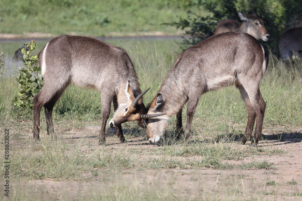 Wasserbock / Waterbuck / Kobus ellipsiprymnus Wasserbock / Waterbuck / Kobus ellipsiprymnus