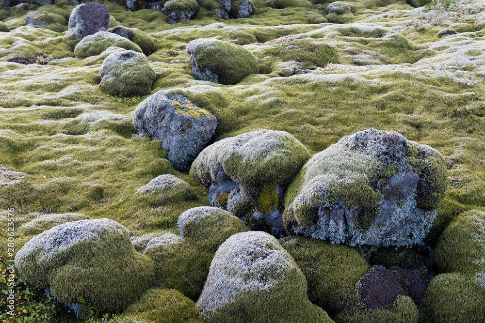 Lava rocks overgrown by Elongate Rock Moss (Racomitrium elongatum), Ytra Hraun, near KirkjubÊjarklaustur, community of Skaft·rhreppur, Southern Region, Iceland, Europe Lava rocks overgrown by Elongate Rock Moss (Racomitrium elongatum), Ytra Hraun, near KirkjubÊjarklaustur, community of Skaft·rhreppur, Southern Region, Iceland, Europe