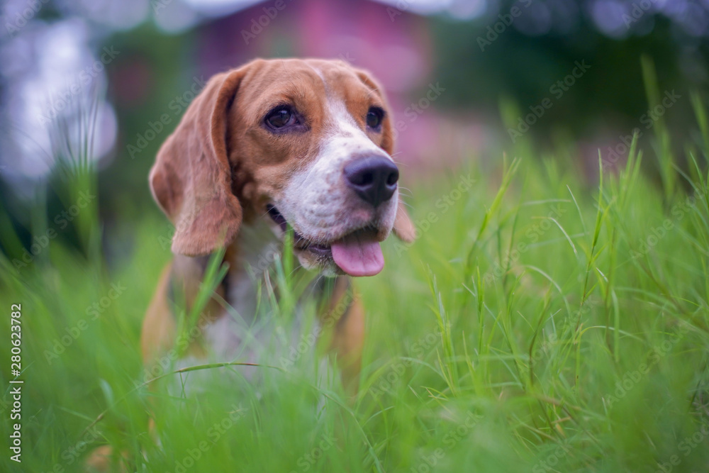 A cute beagle dog sitting on the green grass outdoor in the park .